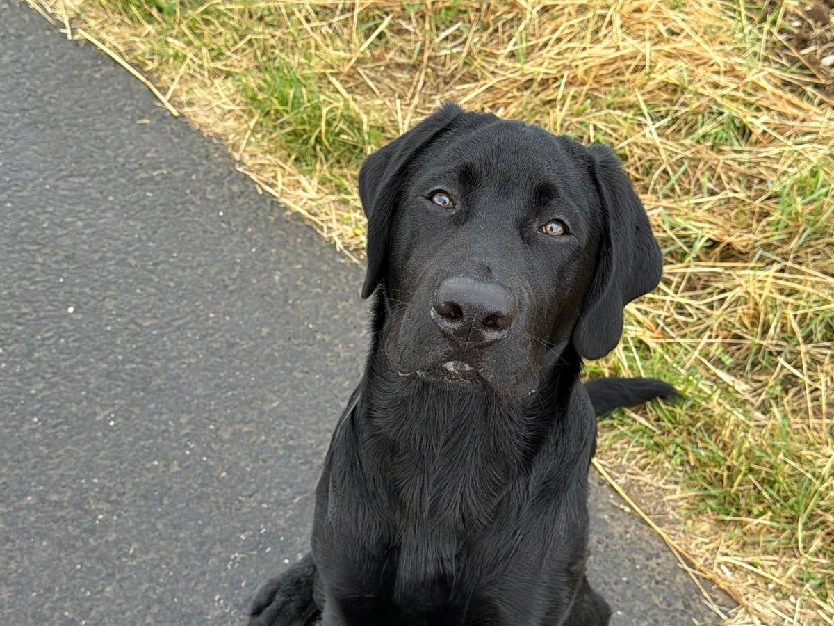 Leo, schwarzer Labrador, sitzt auf einem Weg und schaut in die Kamera